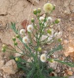 Conyza bonariensis. Верхушка цветущего и плодоносящего растения. Израиль, г. Беэр-Шева, рудеральное местообитание.