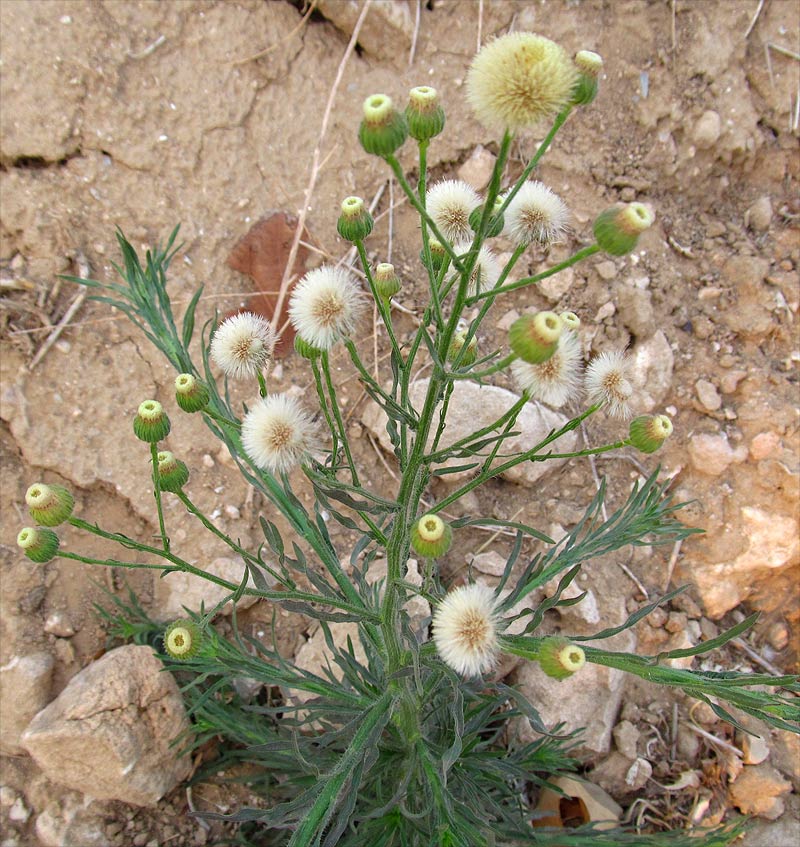 Image of Conyza bonariensis specimen.