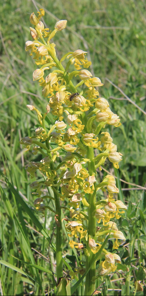 Изображение особи Orchis punctulata.
