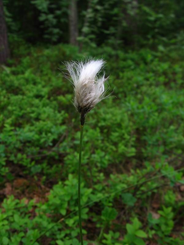 Изображение особи Eriophorum vaginatum.