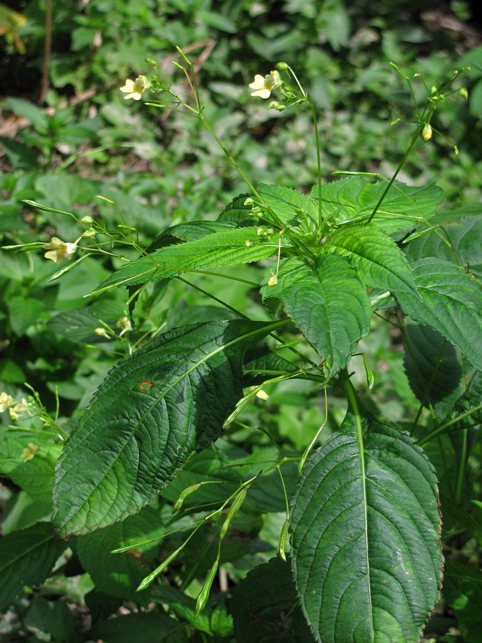 Изображение особи Impatiens parviflora.