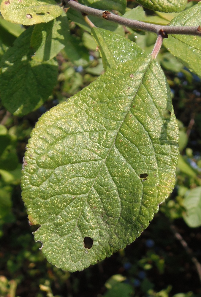 Image of Prunus spinosa specimen.