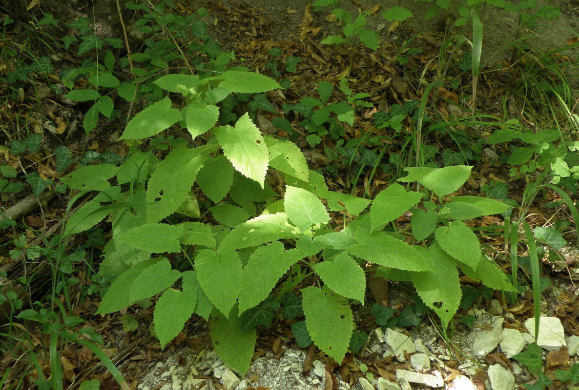 Изображение особи Salvia glutinosa.