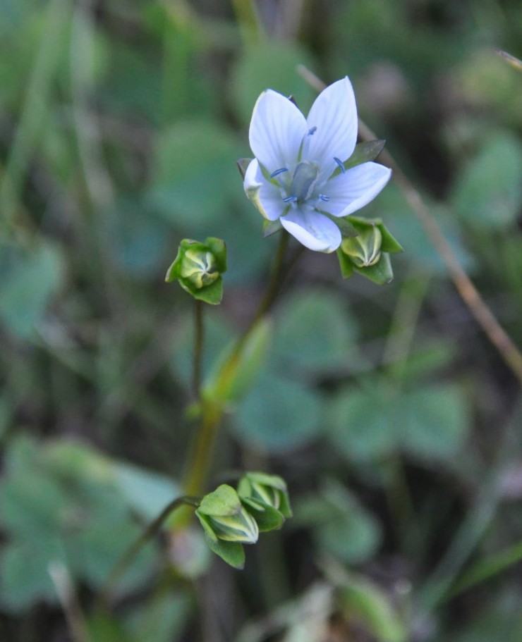 Изображение особи Lomatogonium carinthiacum.