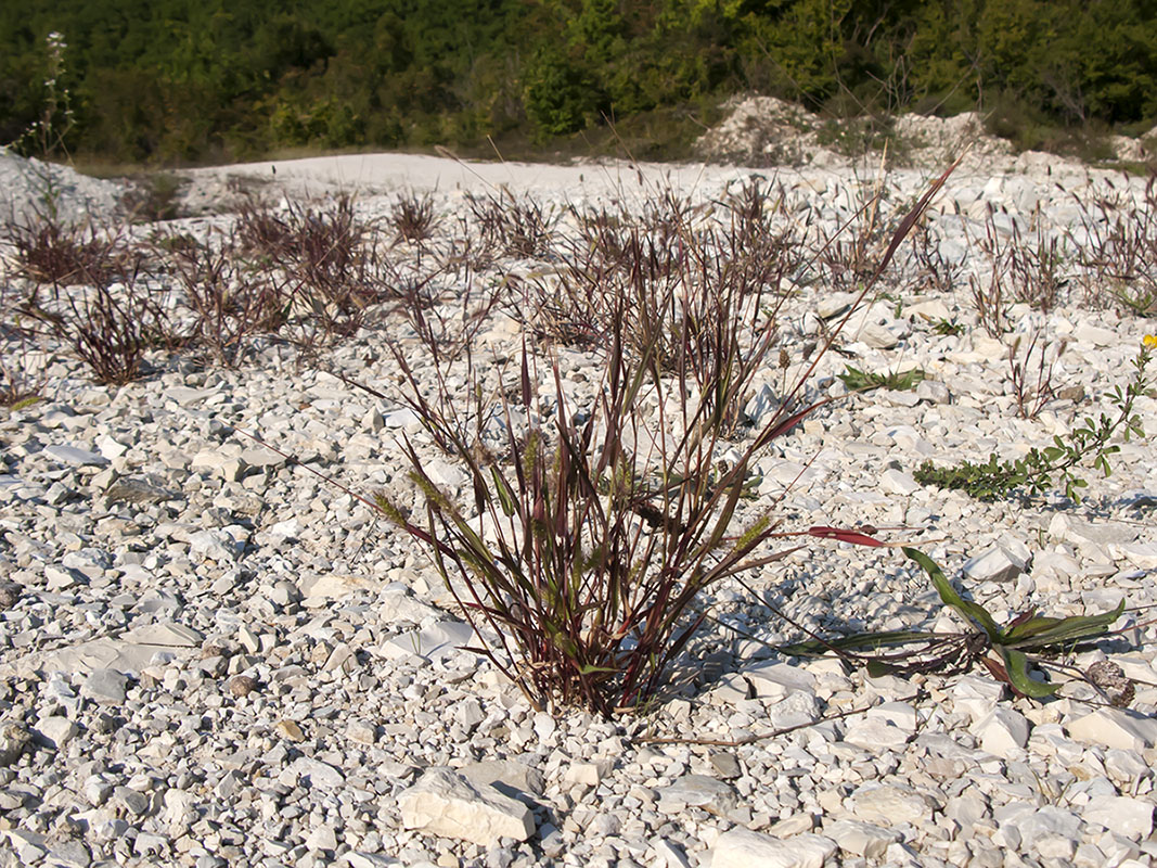 Изображение особи Setaria viridis.