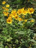 Helianthus tuberosus