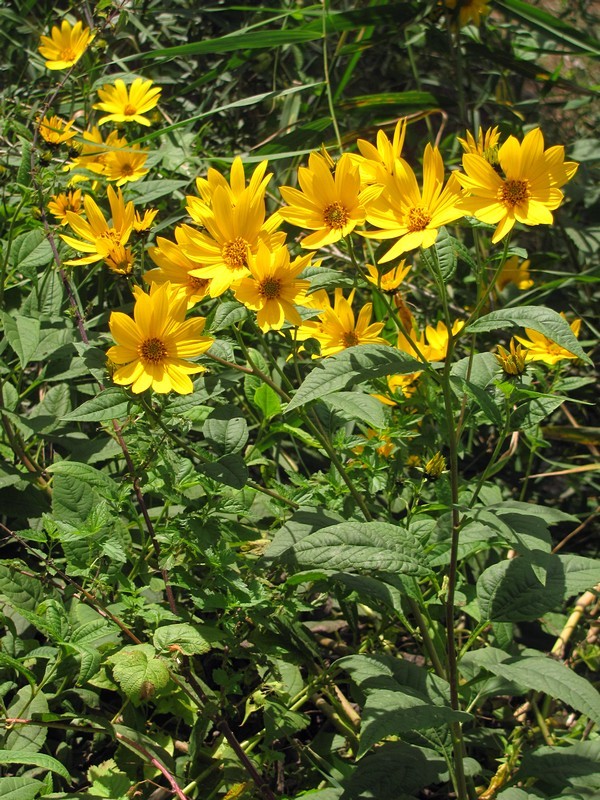 Изображение особи Helianthus tuberosus.