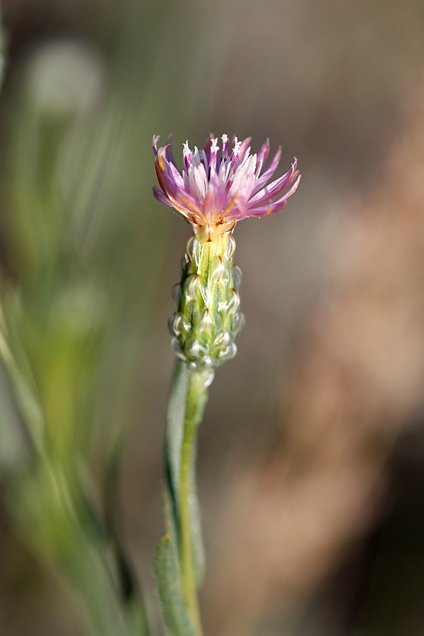 Image of Hyalea pulchella specimen.