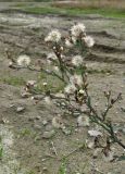 Symphyotrichum subulatum var. squamatum