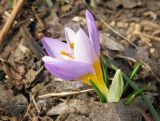 Crocus subspecies atticus