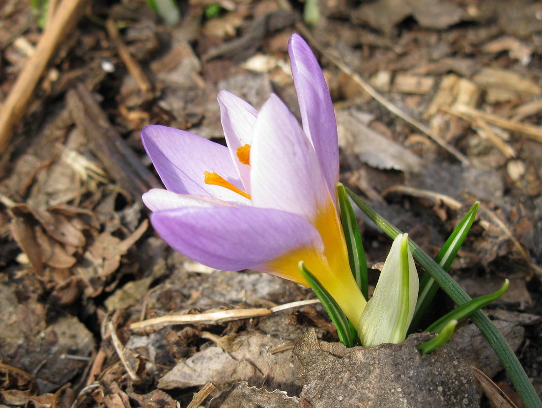 Image of Crocus sieberi ssp. atticus specimen.