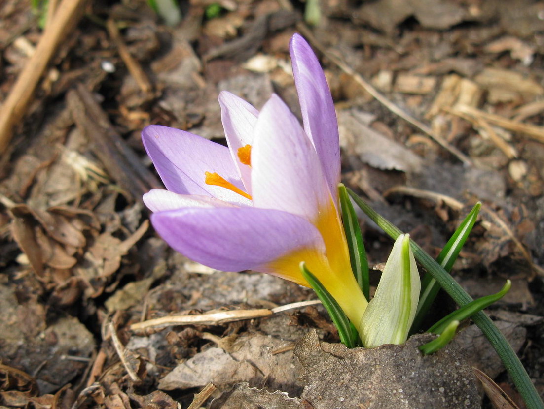 Изображение особи Crocus sieberi ssp. atticus.