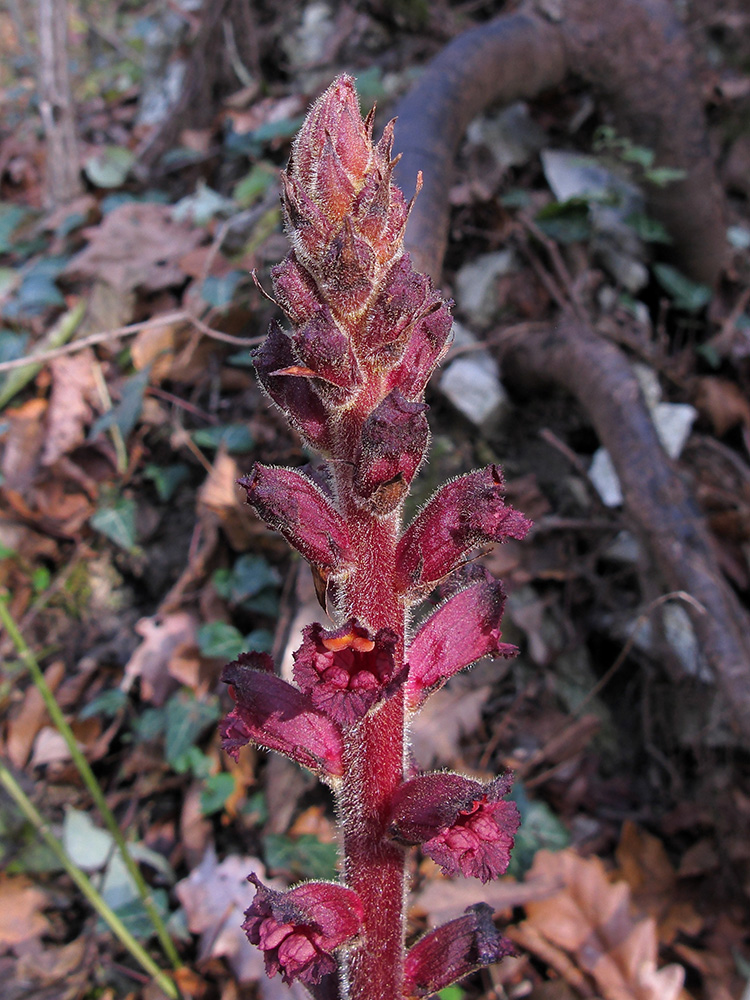 Изображение особи Orobanche laxissima.