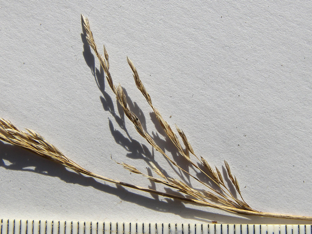 Image of Poa nemoralis specimen.