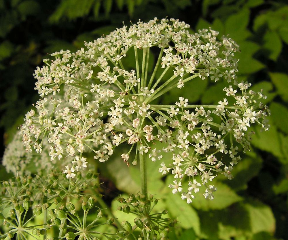 Image of Angelica cincta specimen.