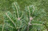 Abies balsamea