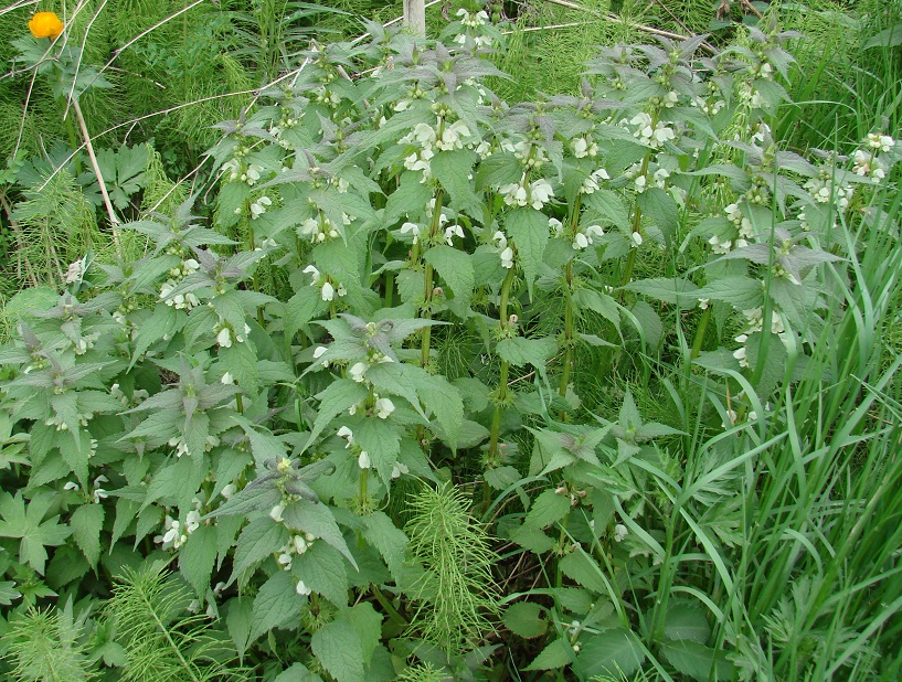 Изображение особи Lamium album.