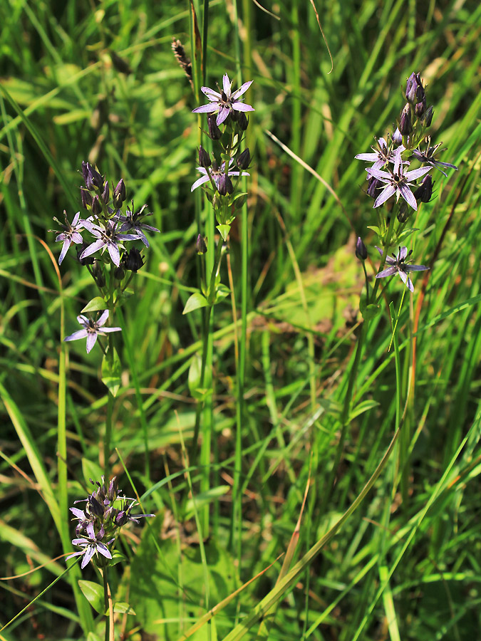 Image of Swertia perennis specimen.