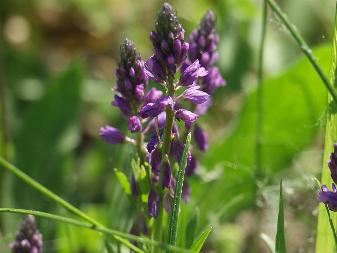 Image of Polygala comosa specimen.