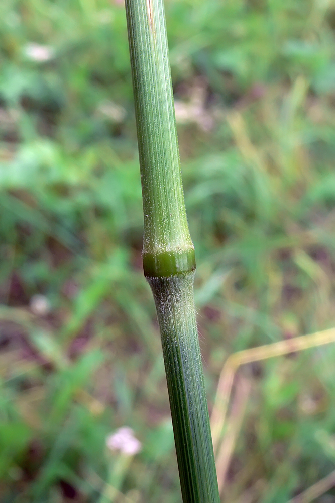 Image of Bromopsis inermis specimen.