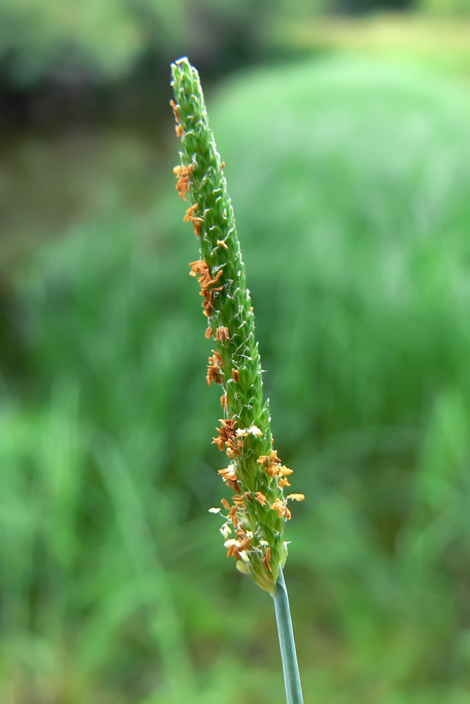 Image of Alopecurus aequalis specimen.