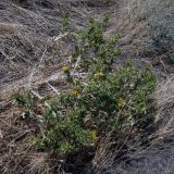 Scolymus hispanicus. Цветущие растения. Греция, Центральная Македония, ном Пиерия, окр. Платамонаса. 17.07.2013.