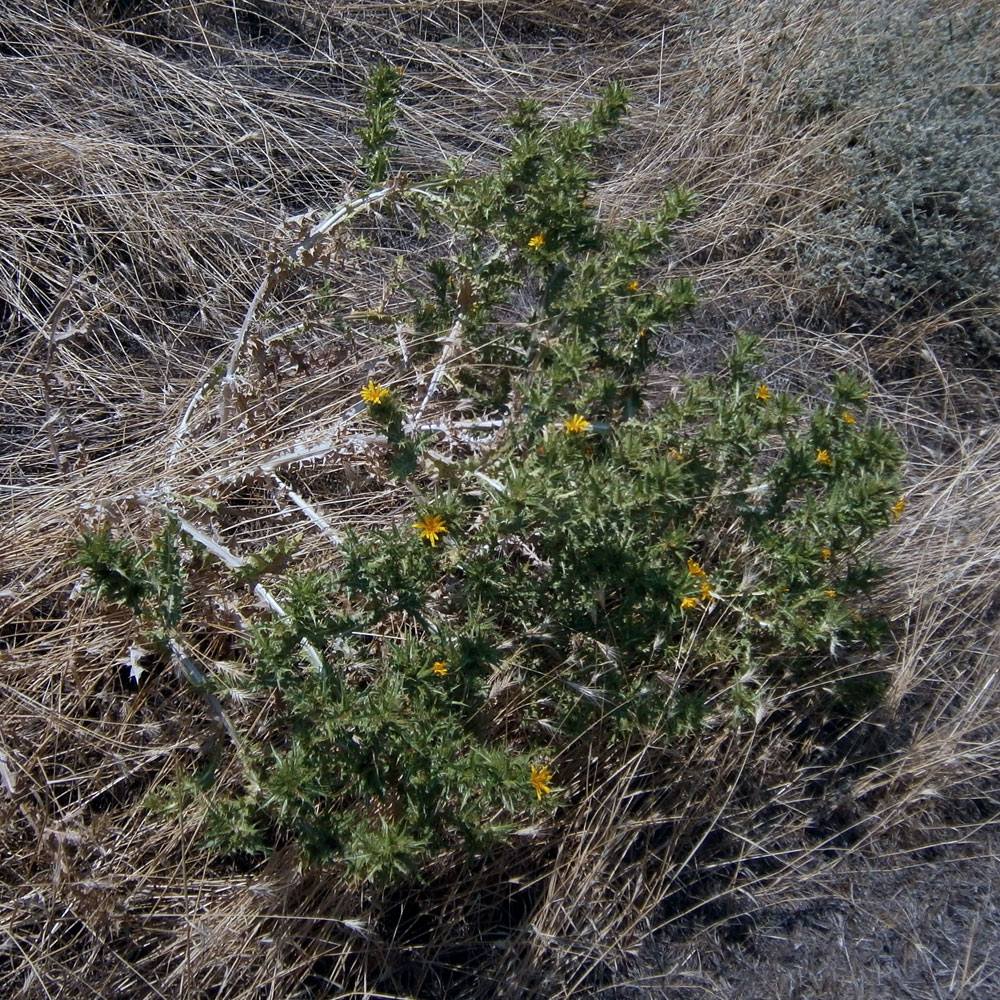 Изображение особи Scolymus hispanicus.