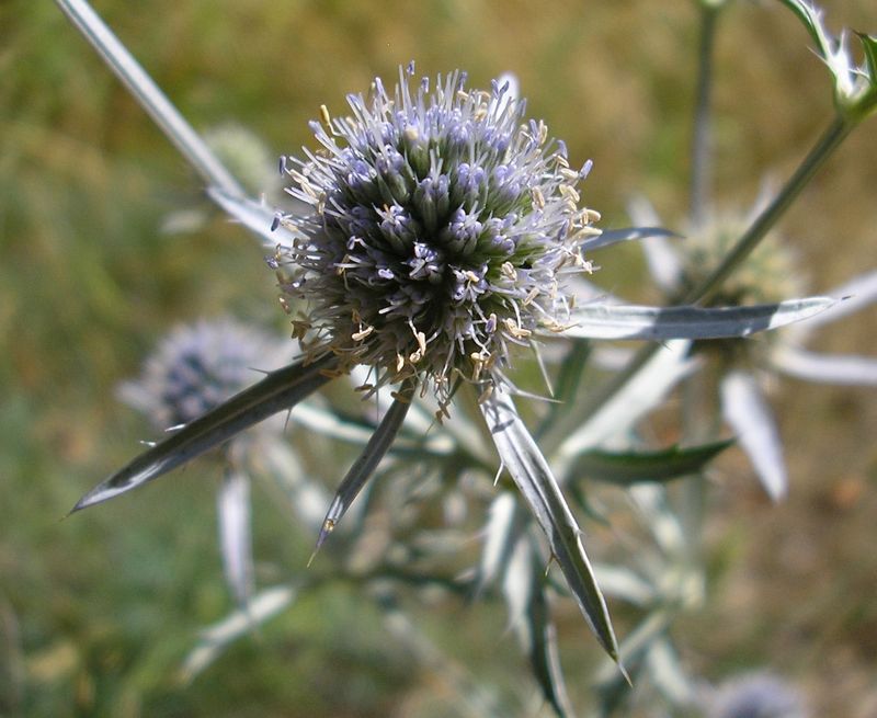 Изображение особи Eryngium planum.