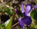 Viola odorata. Цветок со стороны чашечки. Украина, г. Запорожье, берег р. Мокрая Московка. 26.03.2014.