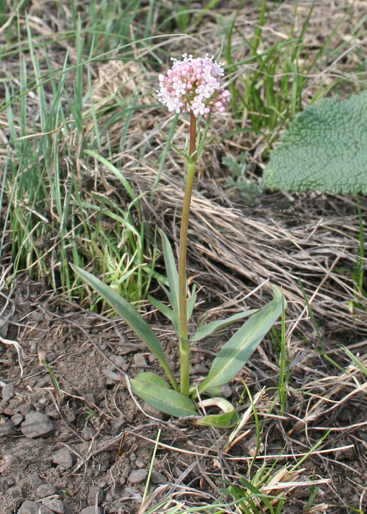 Изображение особи Valeriana tuberosa.