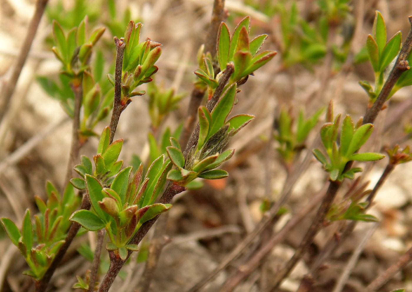 Изображение особи Chamaecytisus graniticus.