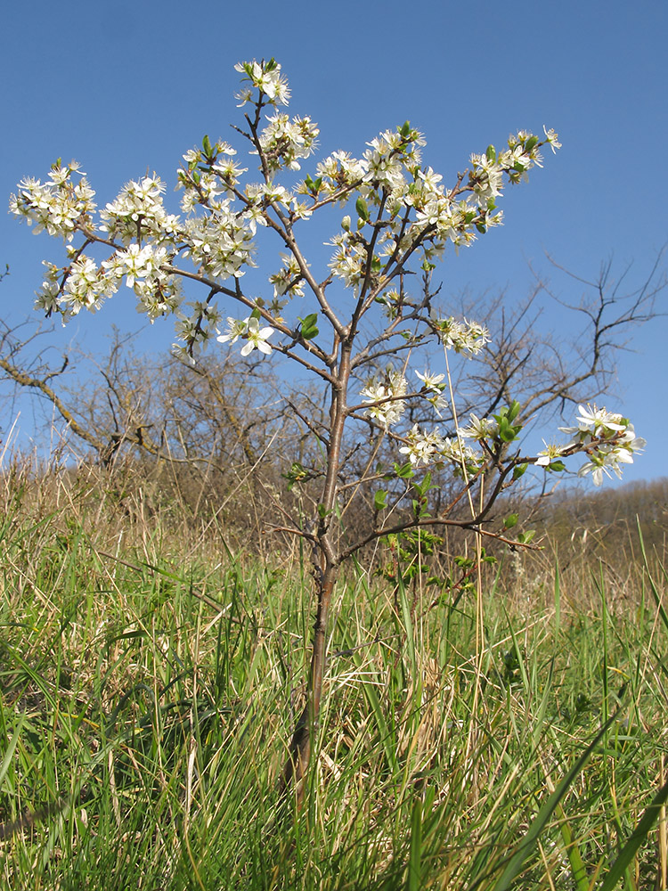 Image of Prunus stepposa specimen.