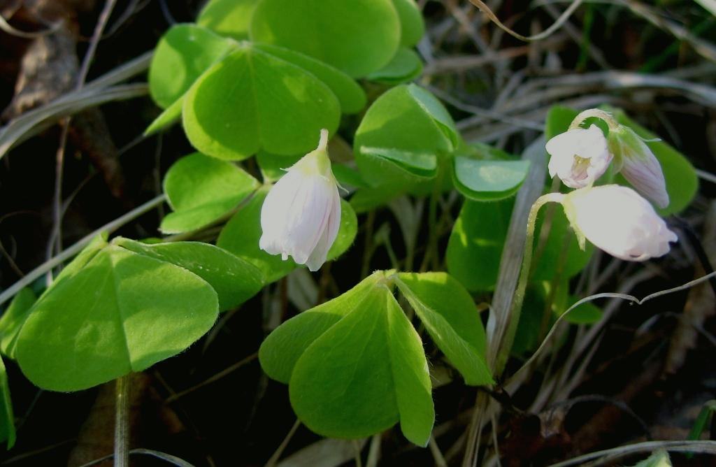 Image of Oxalis acetosella specimen.