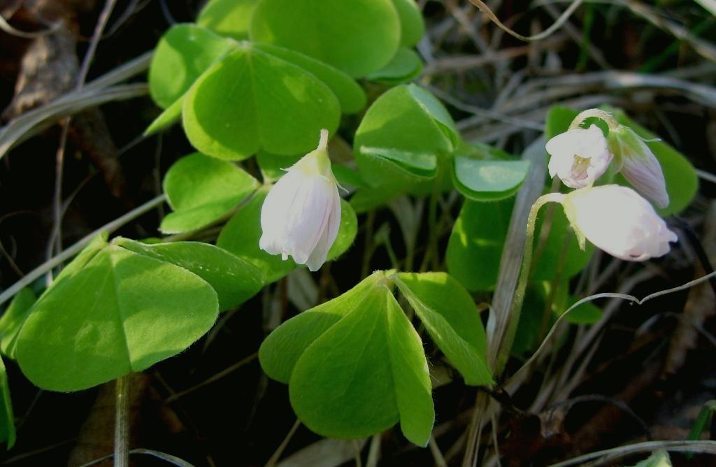 Изображение особи Oxalis acetosella.