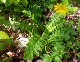 Aposeris foetida