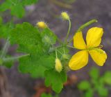 Chelidonium asiaticum