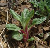 Senecio pseudoarnica