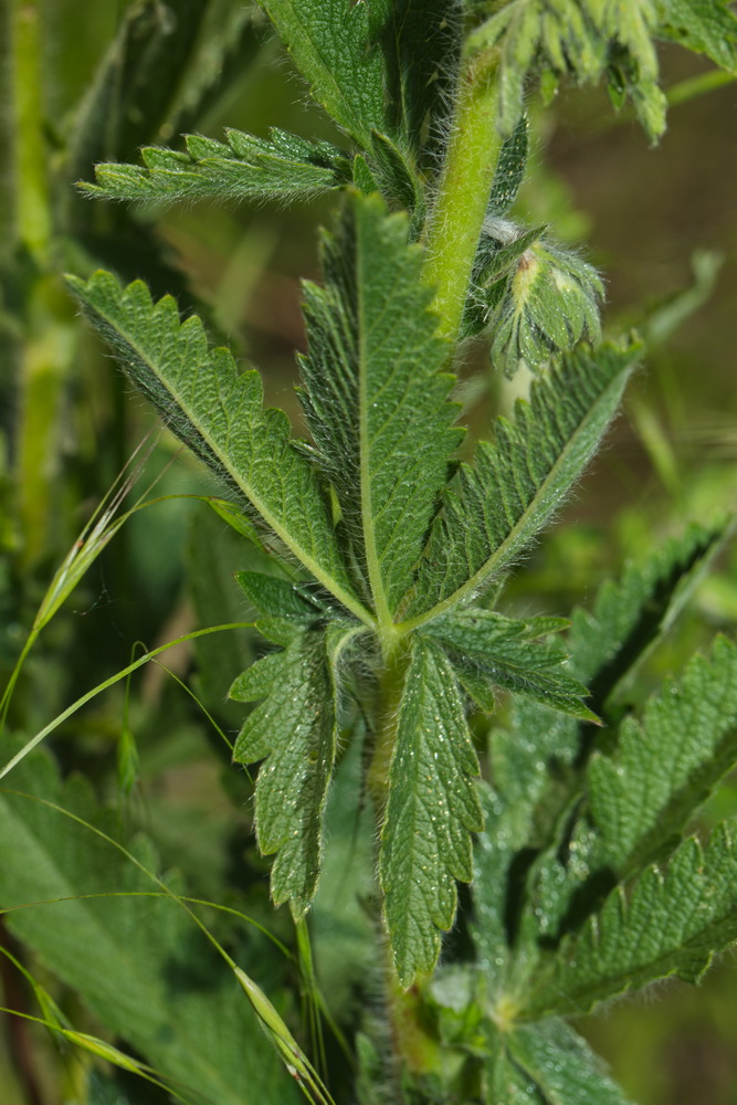 Изображение особи Potentilla recta ssp. pilosa.