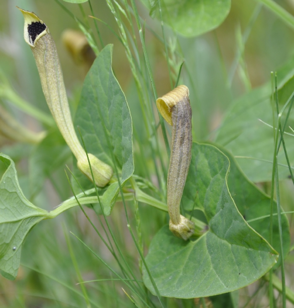 Изображение особи Aristolochia lutea.