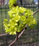 Acer platanoides. Соцветие. Ярославская обл., с. Великое, уличное озеленение. 1 мая 2014 г.