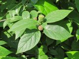 Calycanthus floridus. Верхушка веточки с незрелыми плодами. Москва, филиал Бот. сада МГУ \"Аптекарский огород\". Июнь 2014 г.