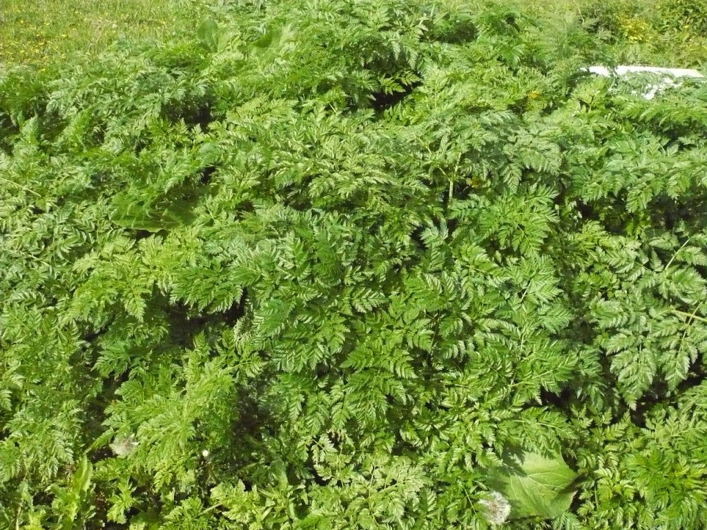 Изображение особи Anthriscus sylvestris.