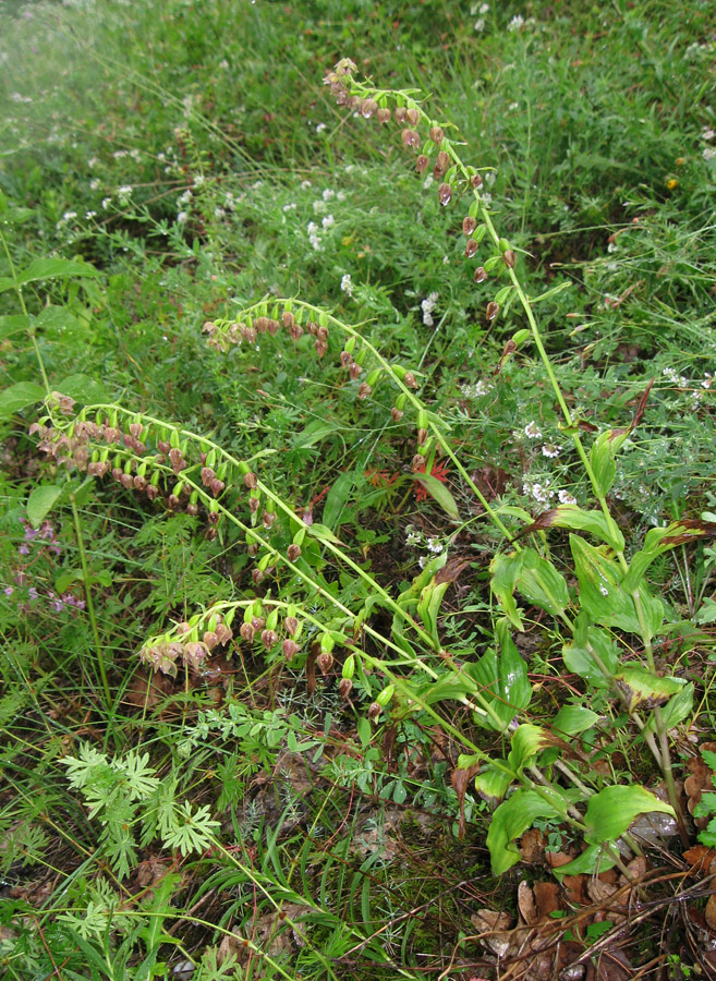 Изображение особи Epipactis helleborine.