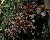 Euphorbia cotinifolia. Ветвь с соплодиями. Израиль, Шарон, пос. Кфар Шмариягу, в культуре. 08.06.2014.