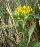 Inula britannica. Верхушка цветущего растения. Краснодарский край, пойма реки Ея между станицами Шкуринская и Канеловская. 14.07.2009.