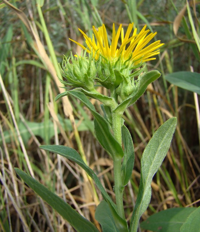 Изображение особи Inula britannica.