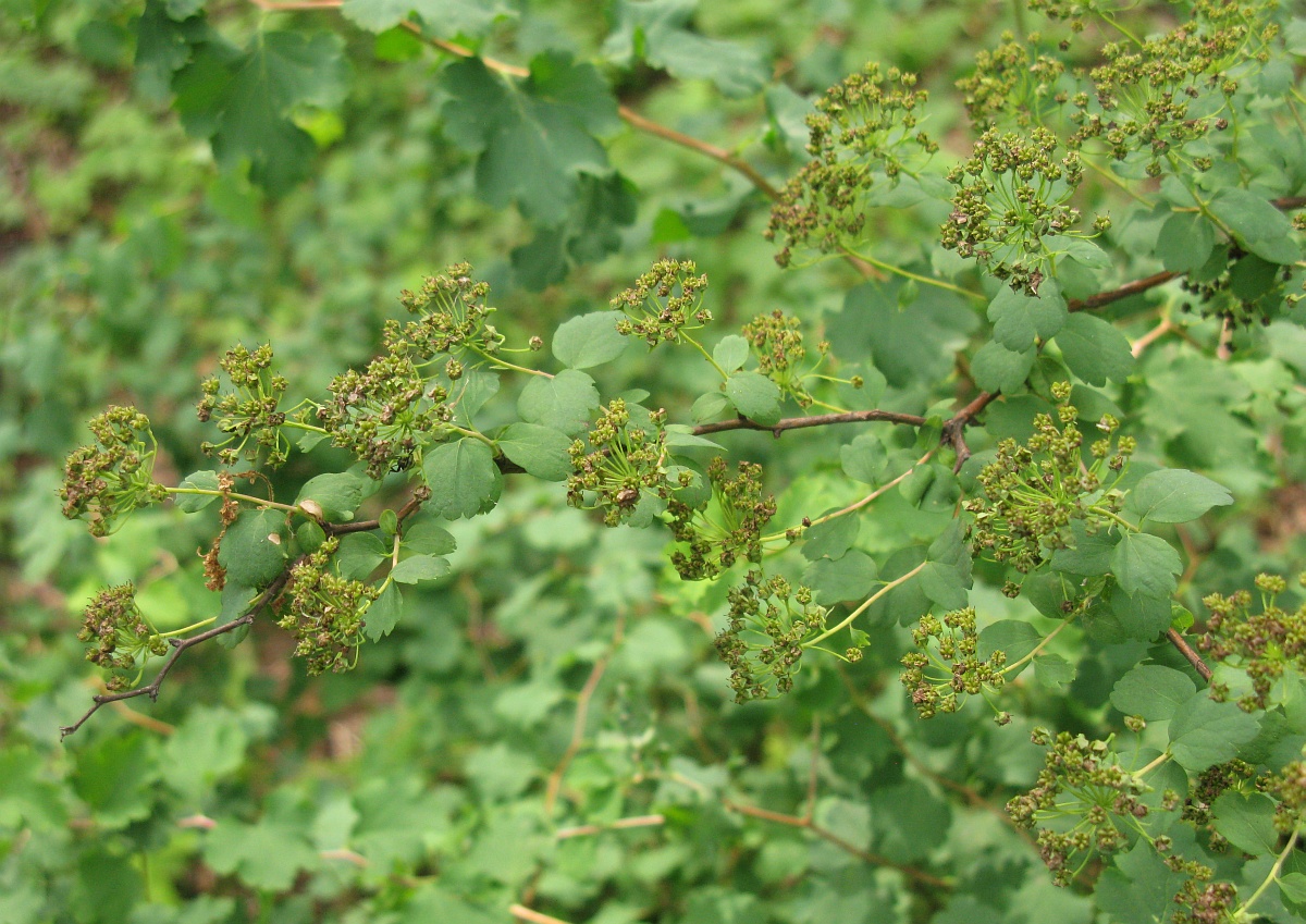 Image of Spiraea trilobata specimen.