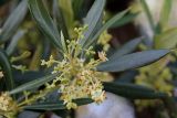Olea europaea. Верхушка веточки с листьями и соцветиями. Греция, п-ов Пелопоннес, окр. г. Катаколо. 12.04.2014.
