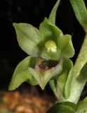 Epipactis krymmontana. Цветок. Крым, гора Чатырдаг, южный склон, буковый лес. 15 июля 2014 г.