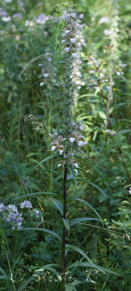 Изображение особи Digitalis lanata.